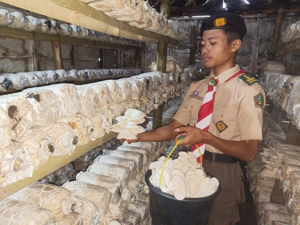 Saka Wanabakti Kwarcab Grobogan Binaan Perhutani Kembangkan Budidaya Jamur Tiram, Wujud Nyata Peran Pramuka dalam Mendukung Ketahanan Pangan